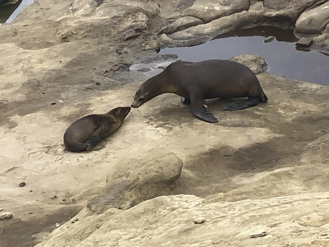 Pupping season